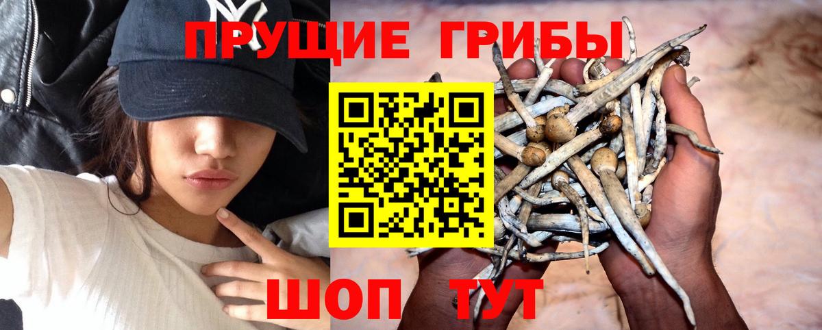 Псилоцибиновые грибы GOLDEN TEACHER Острогожск